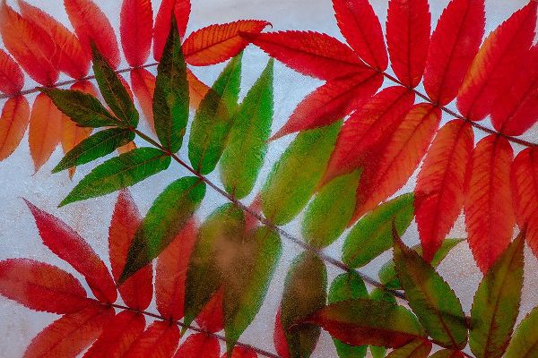 Jaynes Gallery 아티스트의 Red and green leaves in ice작품입니다.
